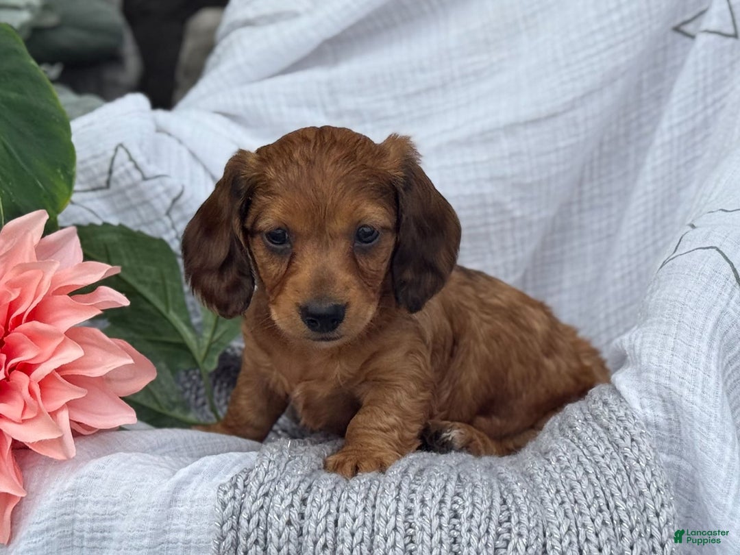 Miniature Dachshund dogs for sale: Teddy - Image 13