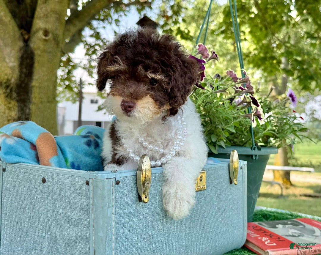 Toy Poodle dogs for sale: Cookie - Image 2