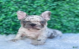 French Bulldog dogs for sale: Dixie - Image 11