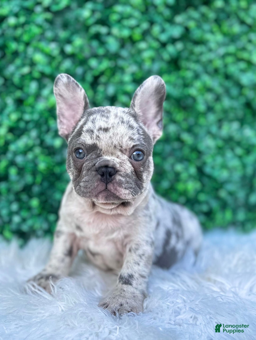 French Bulldog dogs for sale: Dixie - Image 11