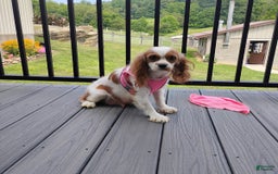 Cavapoo dogs for sale: Mason - Image 10