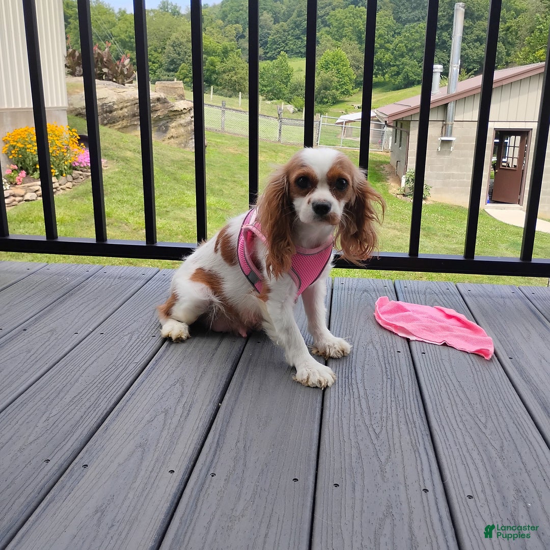 Cavapoo dogs for sale: Mason - Image 10