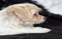 Maltese dogs for sale: EMORY - Image 2