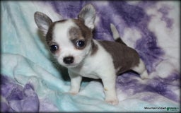 Chihuahua dogs for sale: Cedro - Image 4