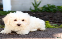 Maltipoo dogs for sale: Maltipoo 8 puppies - Image 24