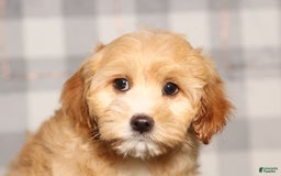 Cavapoo dogs for sale: Rebecca - Image 1