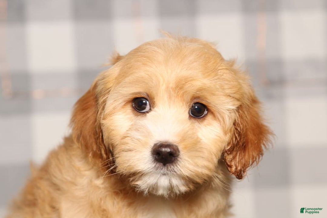 Cavapoo dogs for sale: Rebecca - Image 1