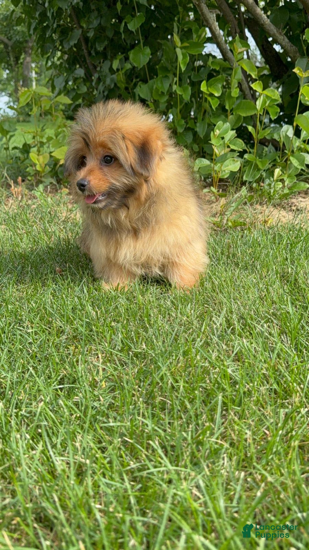 Yorkshire Terrier dogs for sale: Berry - Image 5