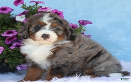 Mini Bernedoodle dogs for sale: Presley - Image 5