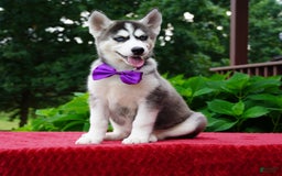 Siberian Husky dogs for sale: Stella - Image 4