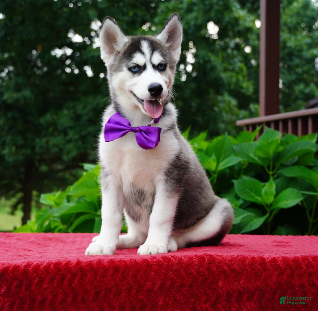 Siberian Husky dogs for sale: Stella - Image 4