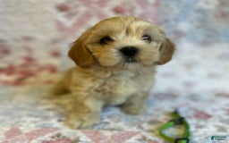 Maltipoo dogs for sale: Sofia - Image 2