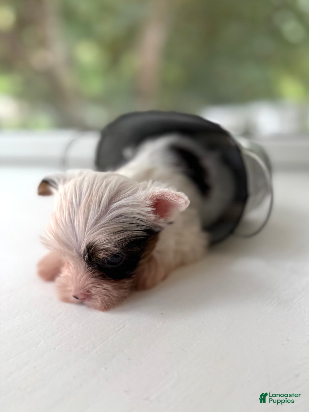 Yorkshire Terrier dogs for sale: Daniel - Image 5