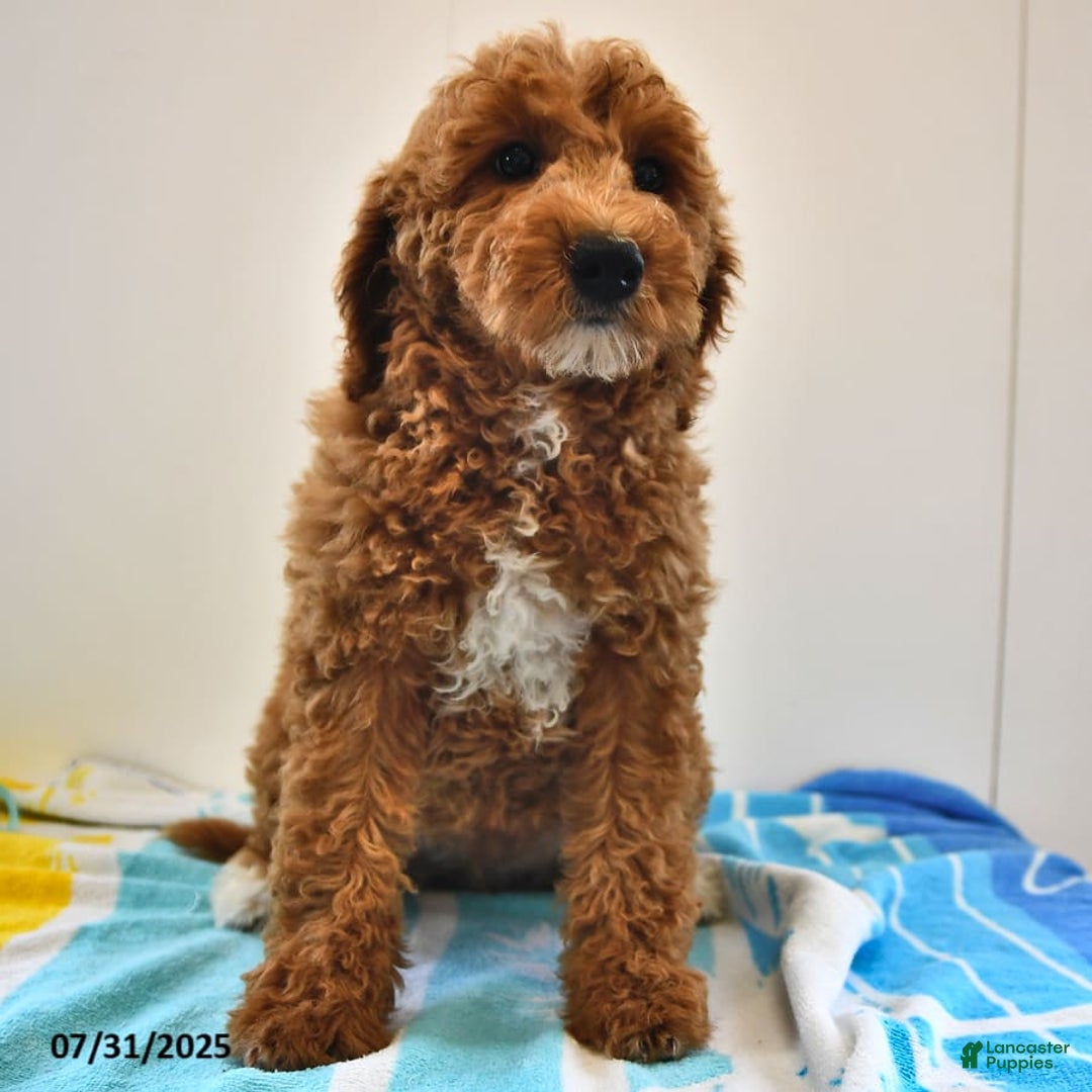 Mini Goldendoodle dogs for sale: Emily - Image 5