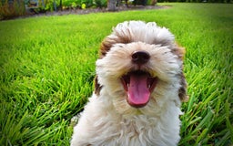 Havapoo dogs for sale: Vixen - Image 25