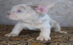 French Bulldog dogs for sale: Dong - Image 7