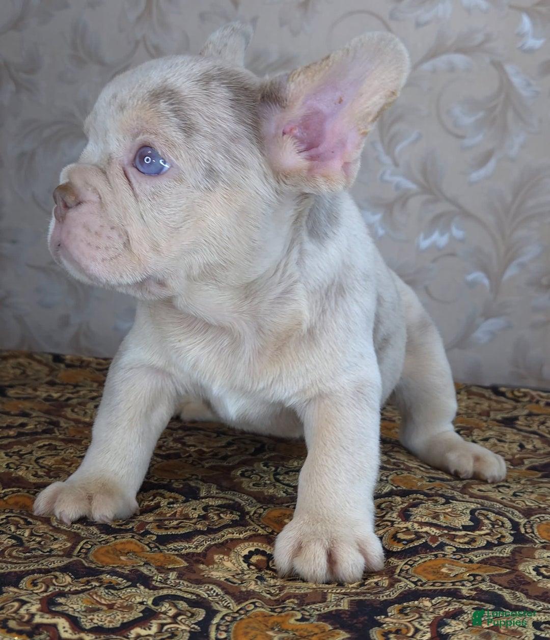 French Bulldog dogs for sale: Dong - Image 7
