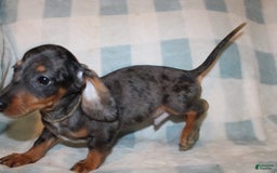 Miniature Dachshund dogs for sale: Teddy Mini - Image 28