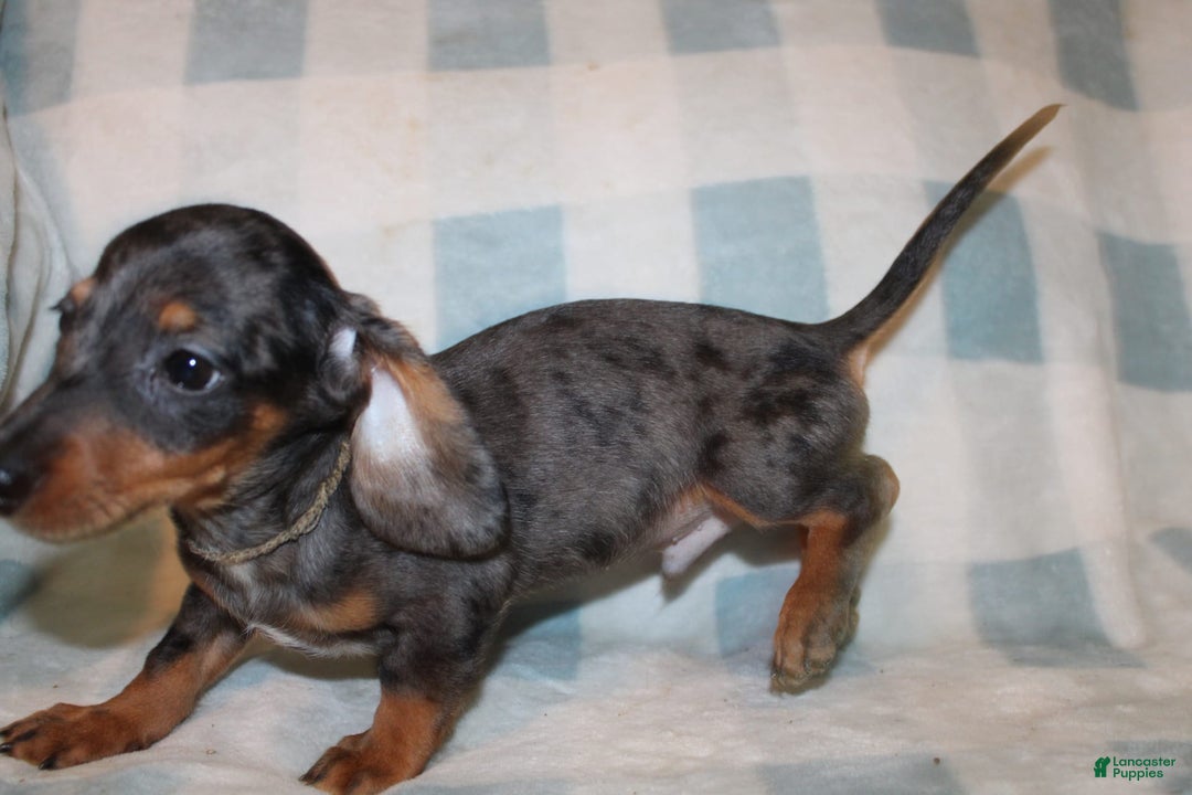 Miniature Dachshund dogs for sale: Teddy Mini - Image 28