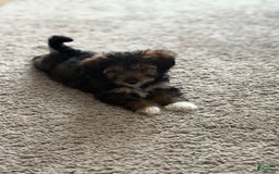 Chipoo dogs for sale: Onyx - Image 4