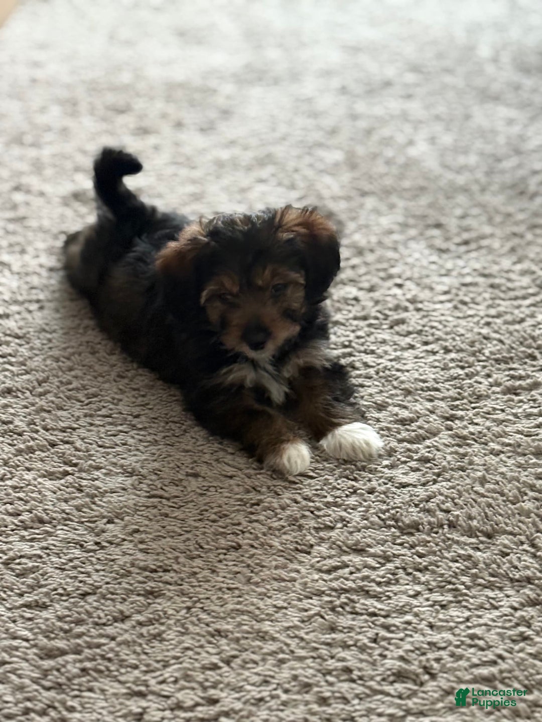 Chipoo dogs for sale: Onyx - Image 4