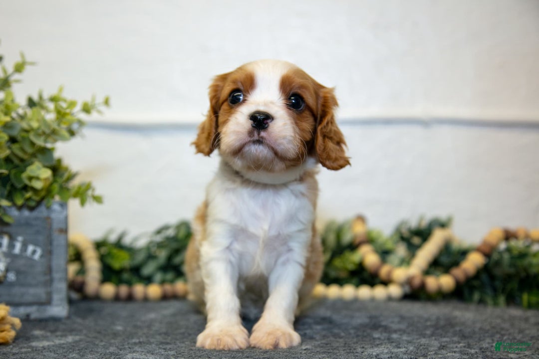 Cavalier King Charles Spaniel dogs for sale: Casper - Image 2