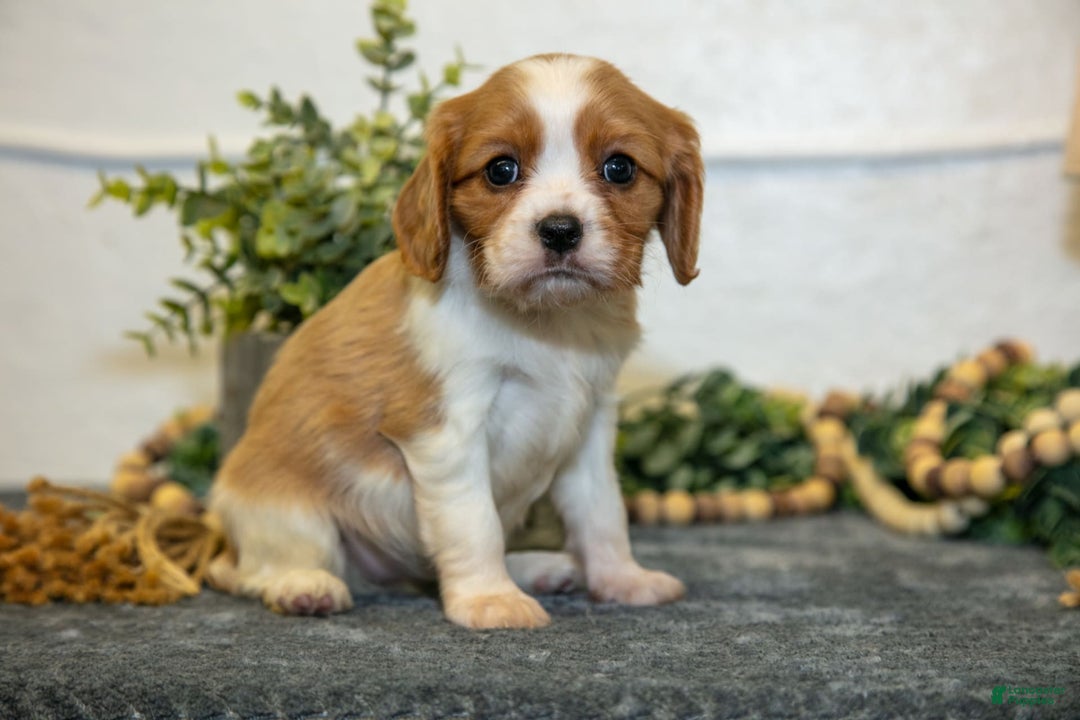 Cavalier King Charles Spaniel dogs for sale: Connie - Image 3