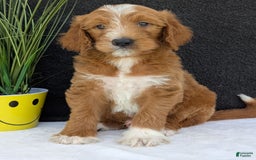 Goldendoodle dogs for sale: Mikey - Image 7