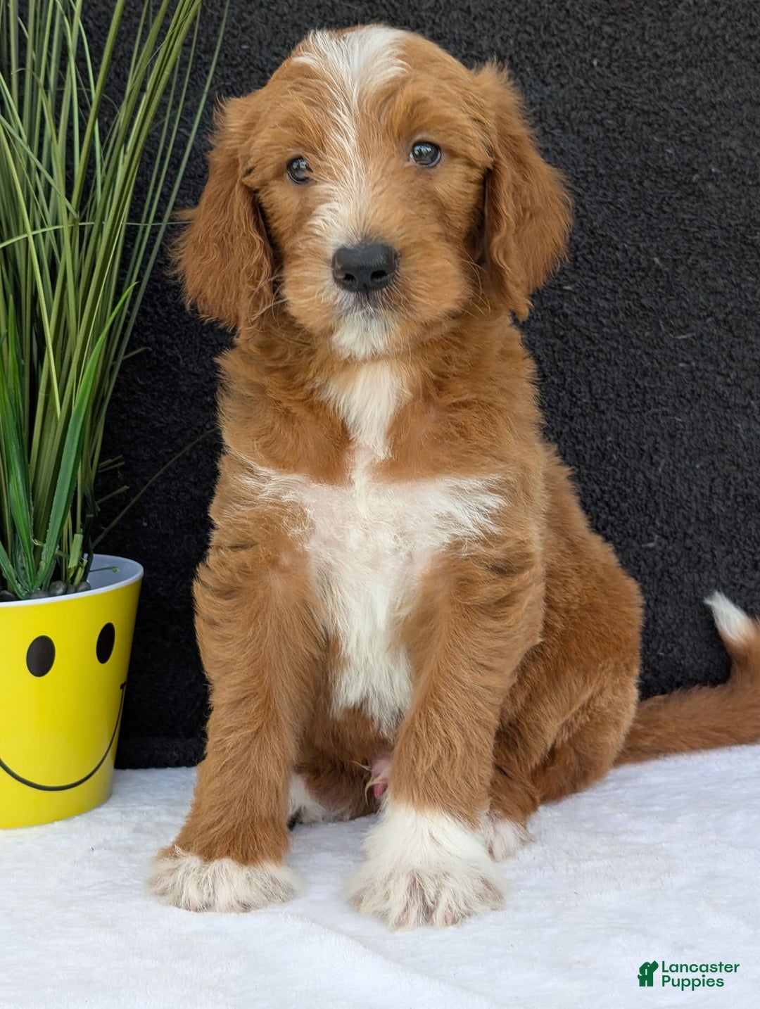 Goldendoodle dogs for sale: Mikey - Image 7