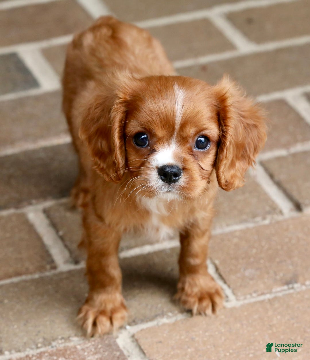 Cavalier King Charles Spaniel dogs for sale: Louie - Image 19
