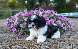 Shih Tzu dogs for sale: Rosie - Image 2