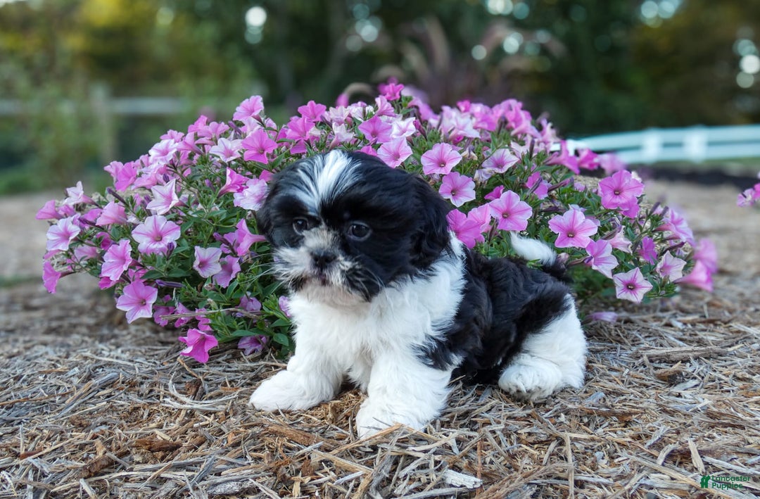 Shih Tzu dogs for sale: Rosie - Image 2