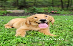 Golden Retriever dogs for sale: Savanna - Image 1