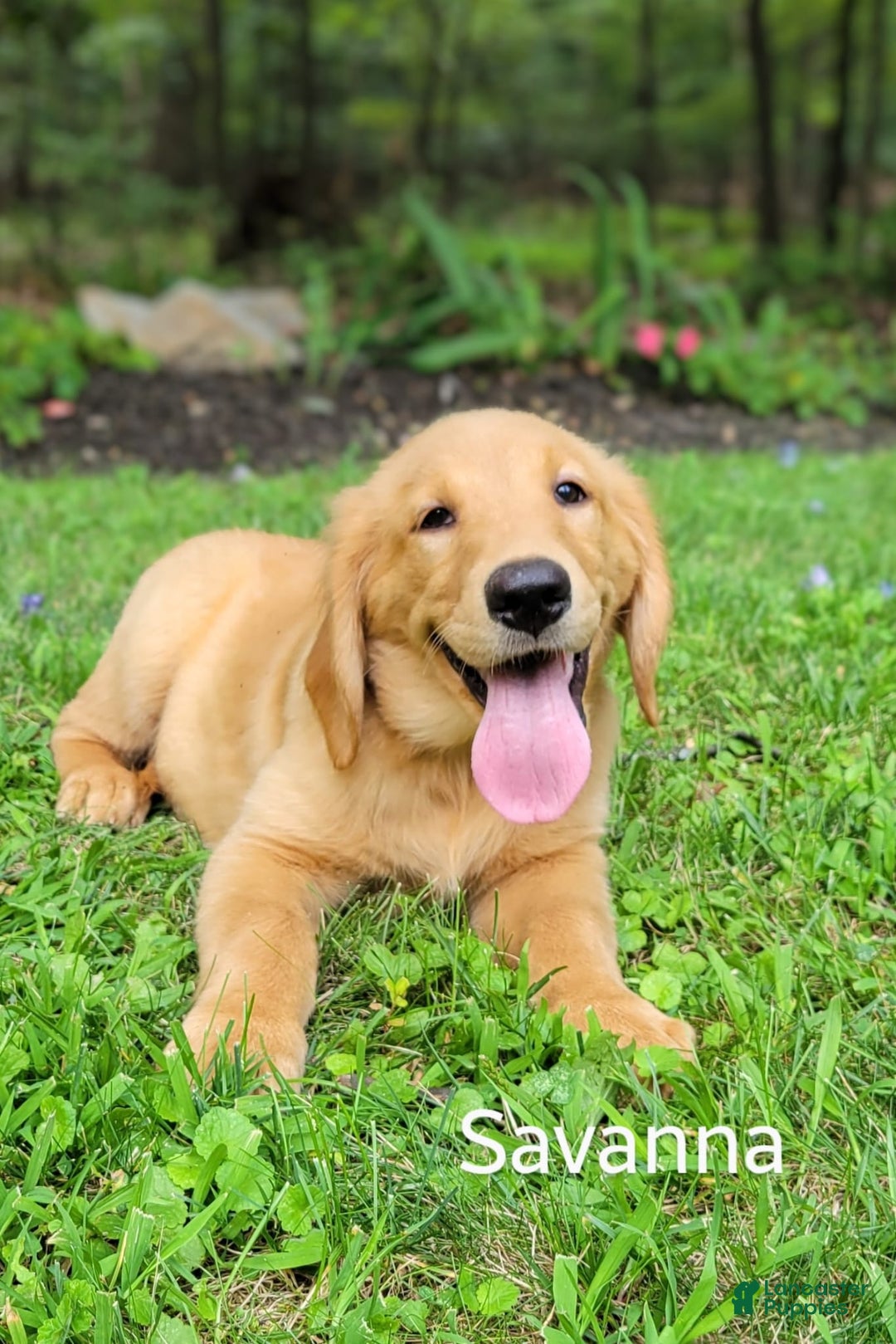 Golden Retriever dogs for sale: Savanna - Image 1
