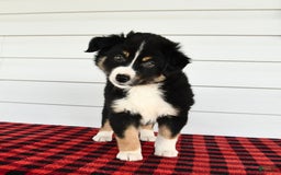 Border Collie dogs for sale: Shadow - Image 2