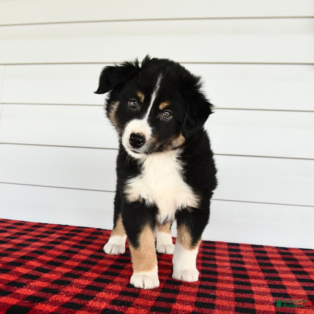 Border Collie dogs for sale: Shadow - Image 2