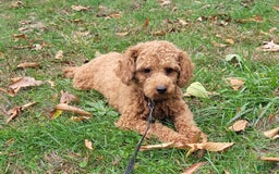 Shihpoo dogs for sale: Sammy - Image 10