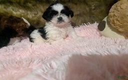 Shih Tzu dogs for sale: Tiny Jewel - Image 11