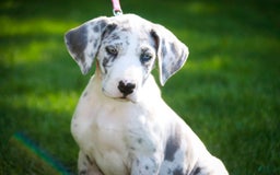 Great Dane dogs for sale: Joujou - Image 23