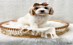 Cavapoo dogs for sale: Cavapoo 4 puppies - Image 13