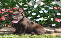 Labrador Retriever dogs for sale: Labrador Retriever 9 puppies - Image 42
