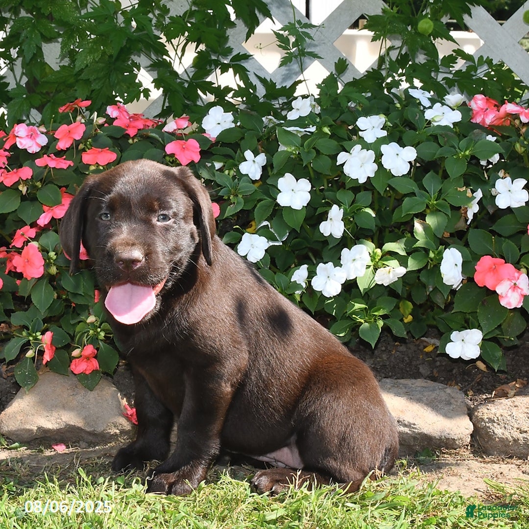 Labrador Retriever dogs for sale: Labrador Retriever 9 puppies - Image 42