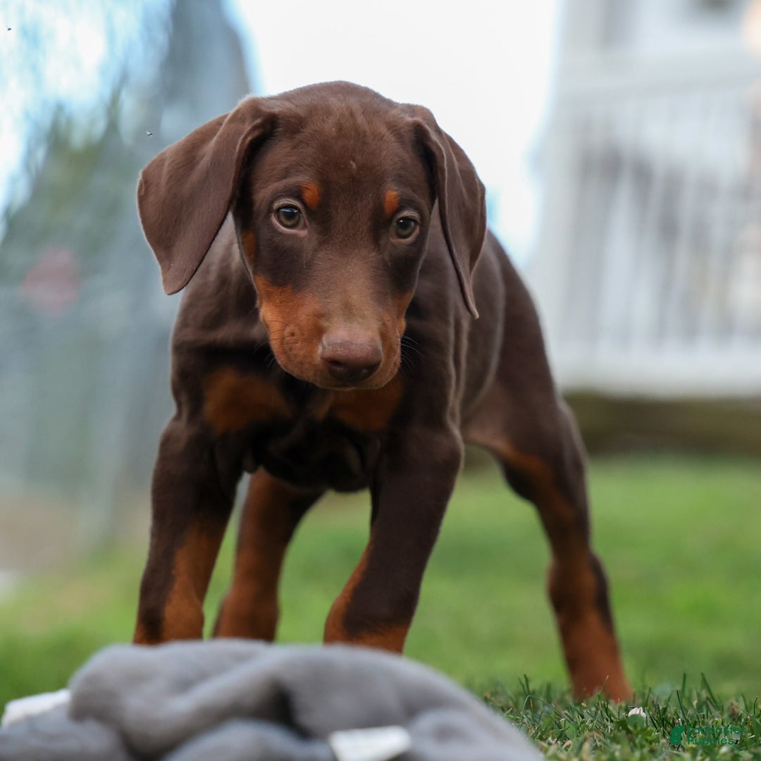 Doberman Pinscher dogs for sale: Diesel - Image 8