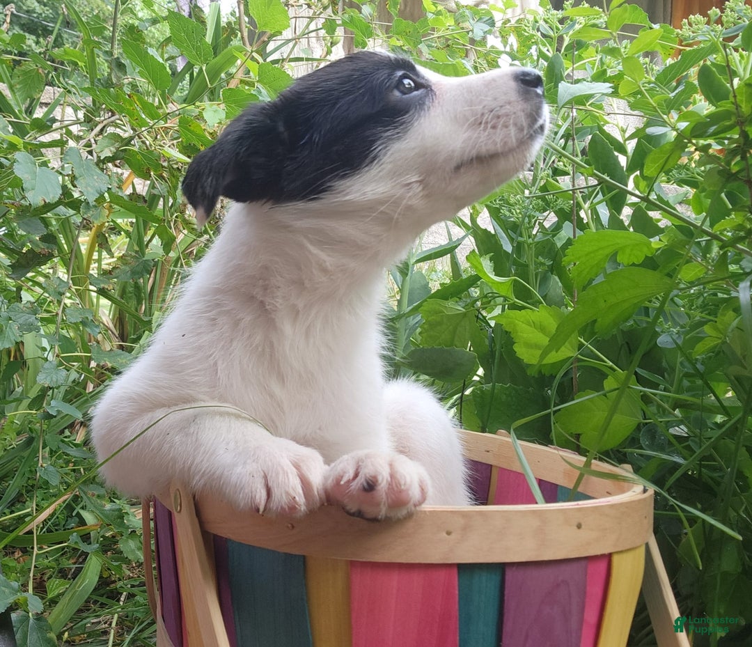Border Collie dogs for sale: Snowflake - Image 5