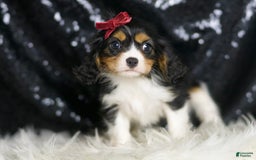 Cavalier King Charles Spaniel dogs for sale: Tiana - Image 3