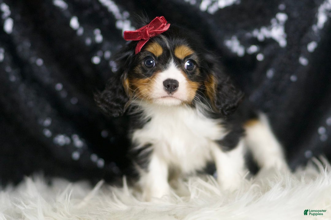 Cavalier King Charles Spaniel dogs for sale: Tiana - Image 3