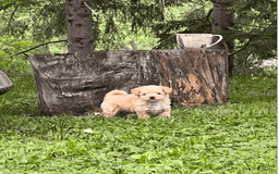 Yorkiepoo dogs for sale: Nugget - Image 8
