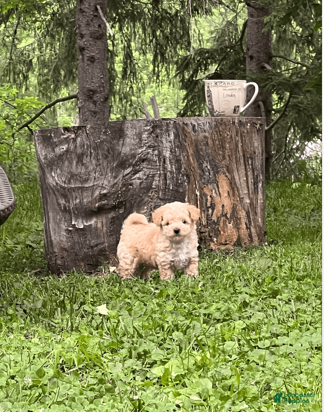 Yorkiepoo dogs for sale: Nugget - Image 8