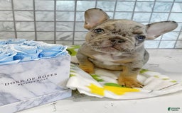 French Bulldog dogs for sale: Rony - Image 2