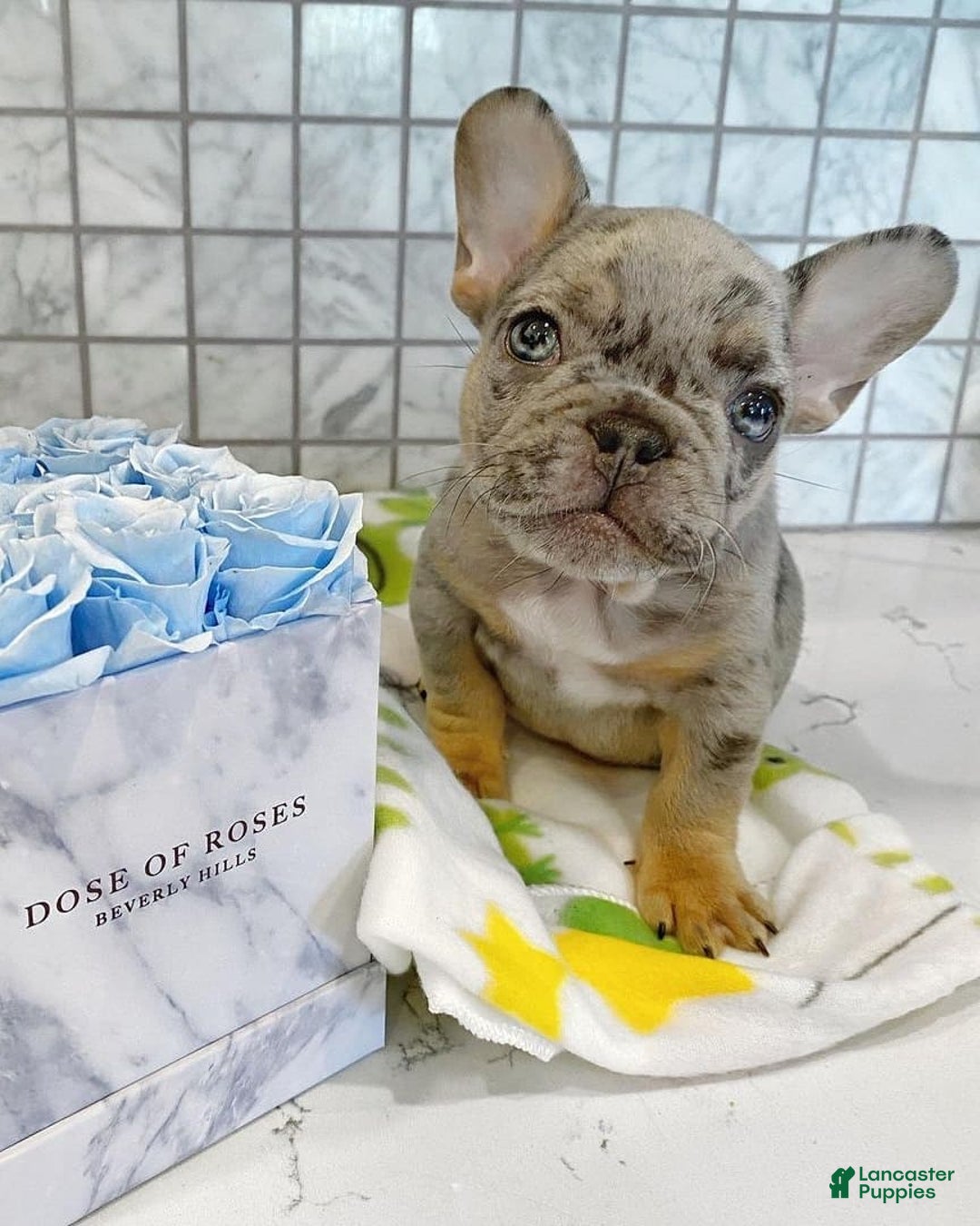 French Bulldog dogs for sale: Rony - Image 2